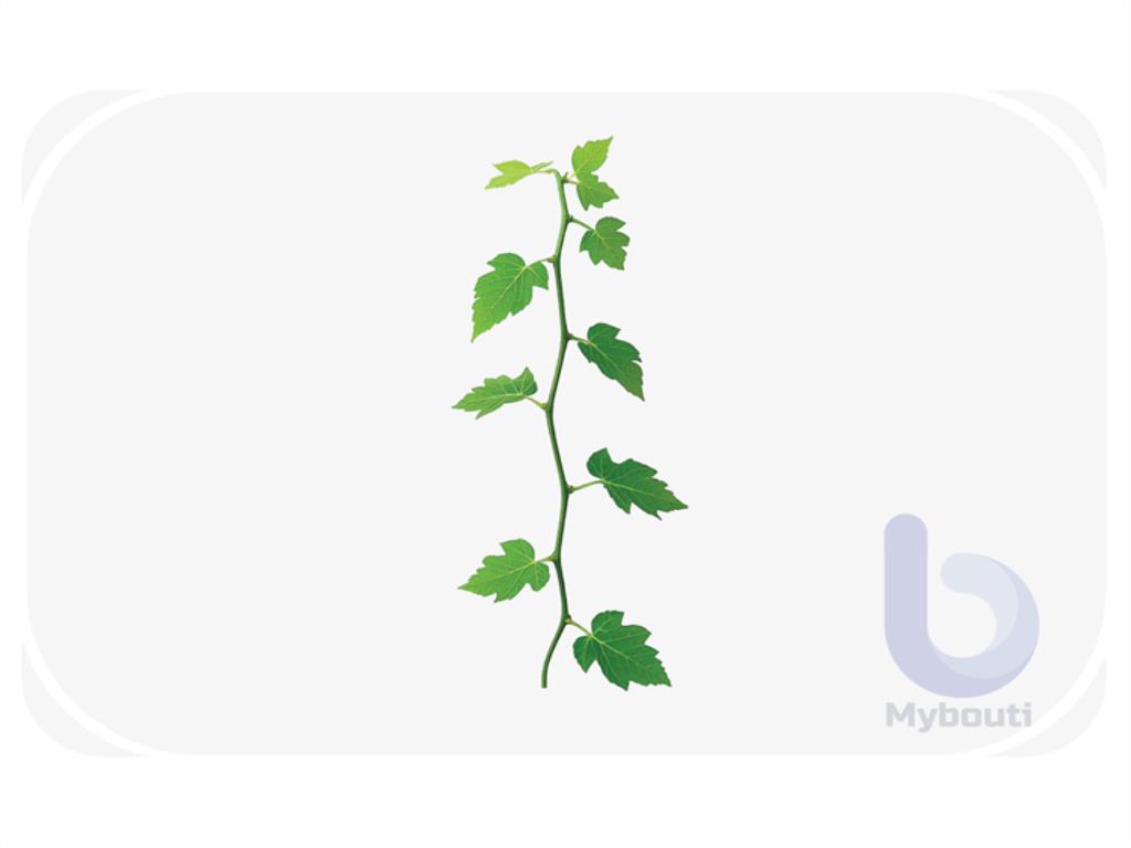 vine